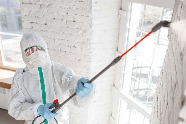 Best Black Mold Removal  in Paducah, TX