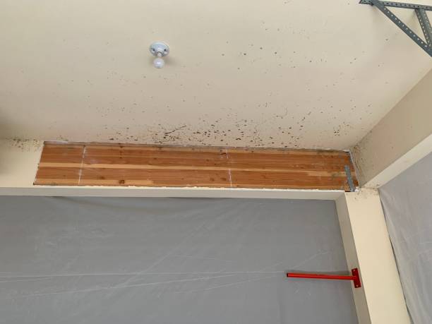 Best Basement Mold Removal  in Paducah, TX